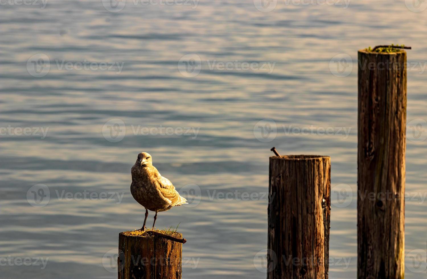 Segull on  a post in a harbor photo