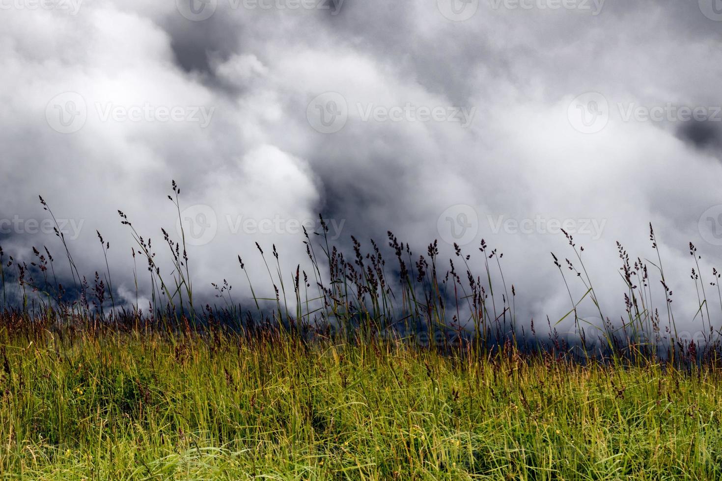 Tall green meadow grass in a field with heavy dark clouds photo