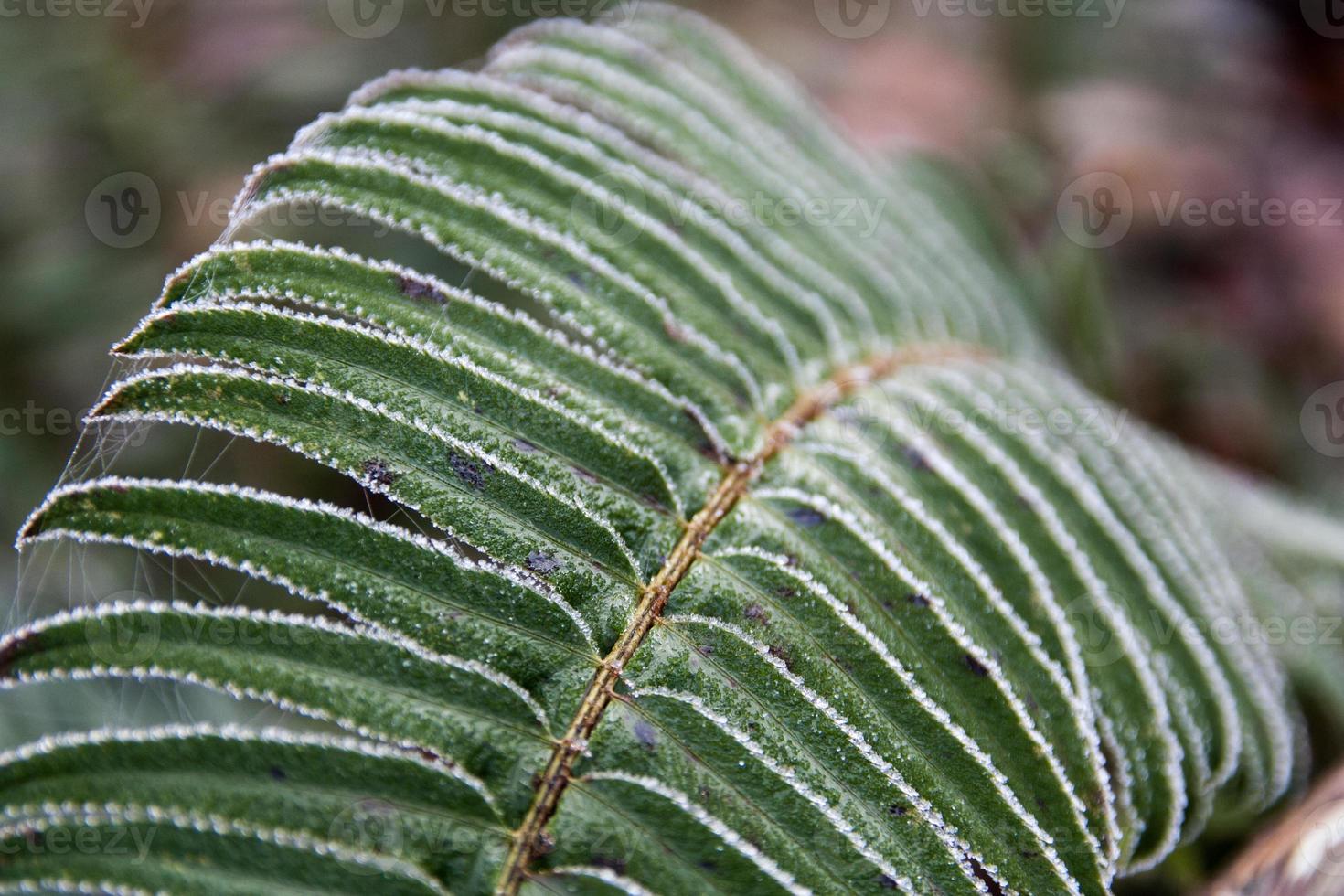 Frost covered fern close up with blur background photo