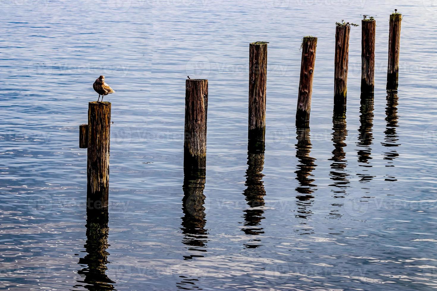 Seagull on a post in a harbor photo