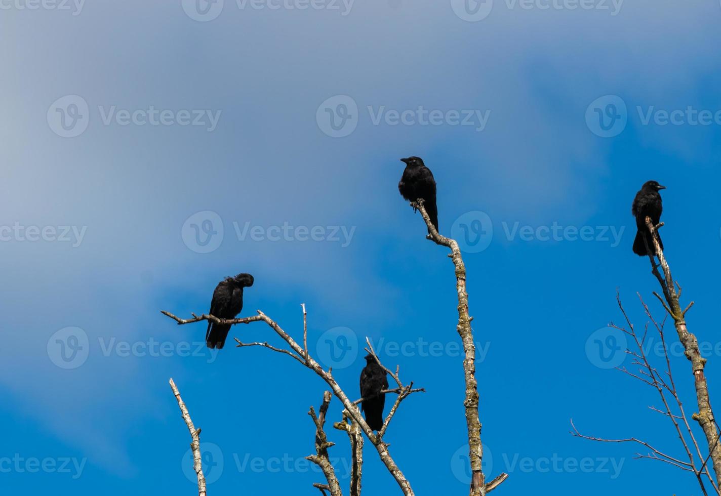 Murder of crows gathering on dead tree branches photo