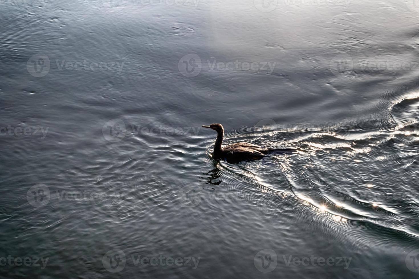 Bird swimming in water with heavy abstract shadow photo