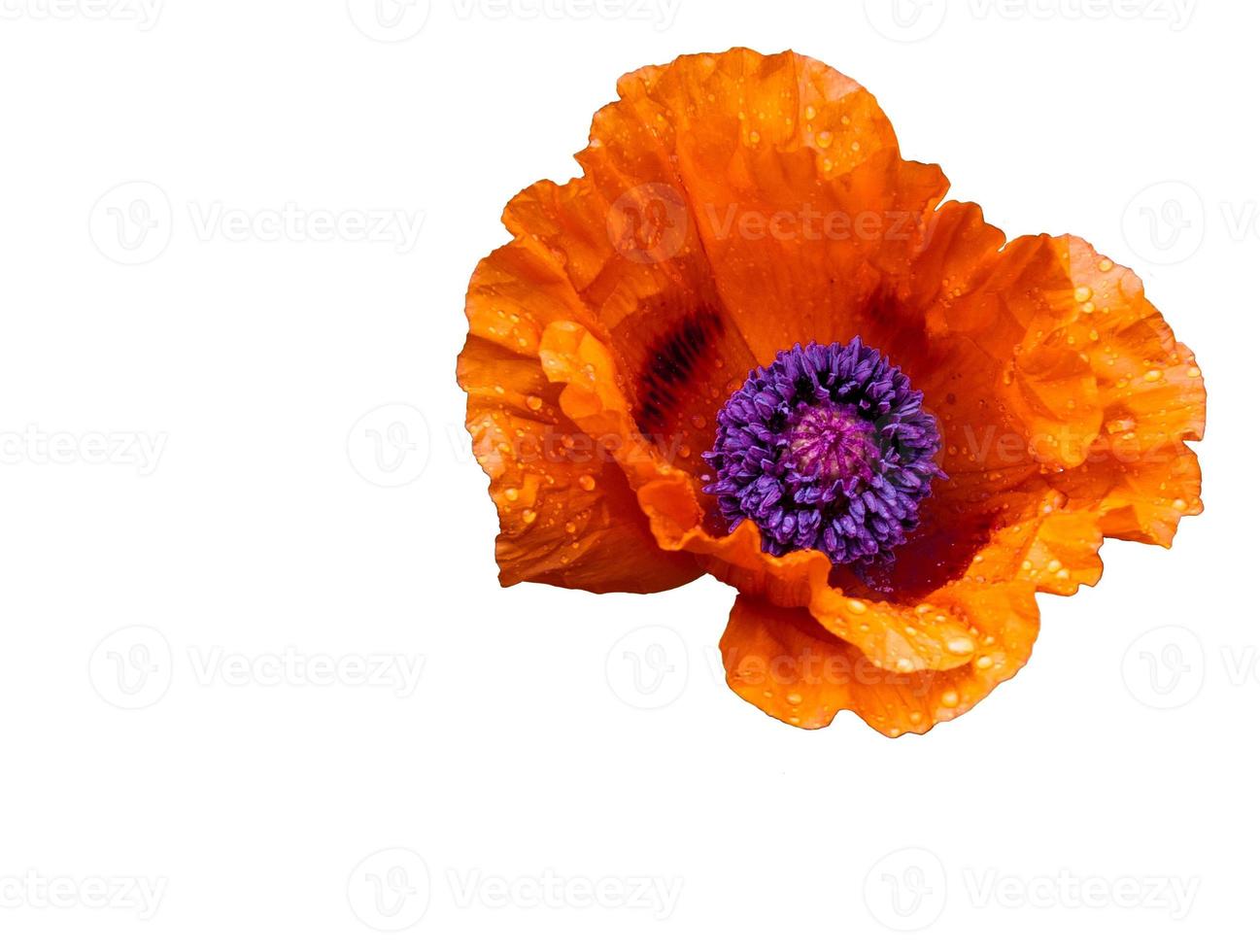 Poppy flower in bloom with water droplets visible on petals 2 photo