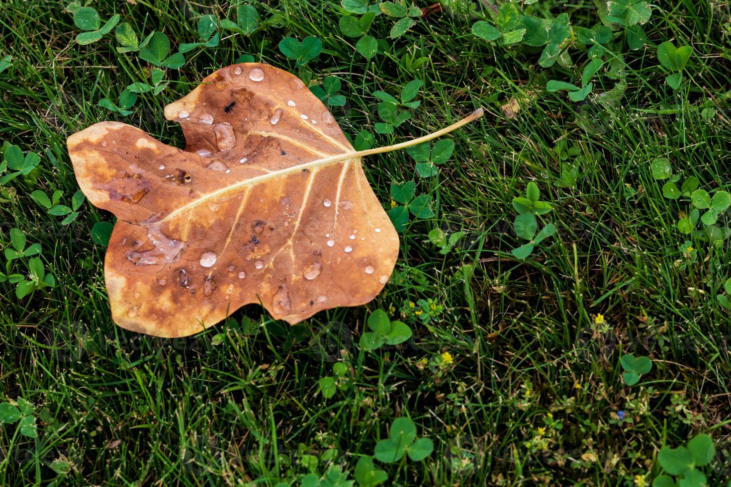 Brown leaf with dew drops fallen on a clover and grass lawn photo