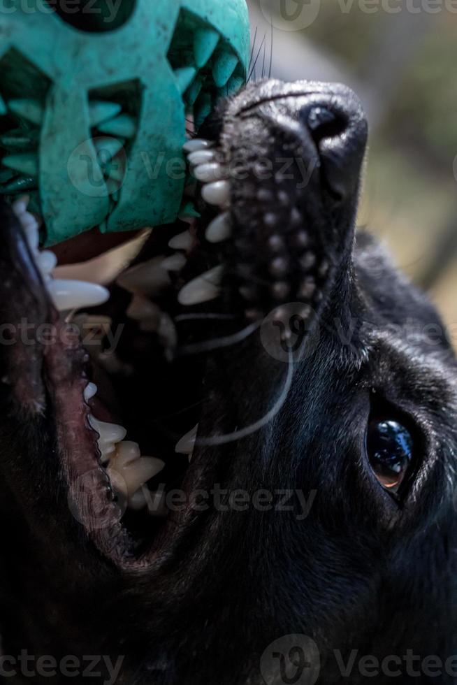 Dog playing with a chew toy ball photo