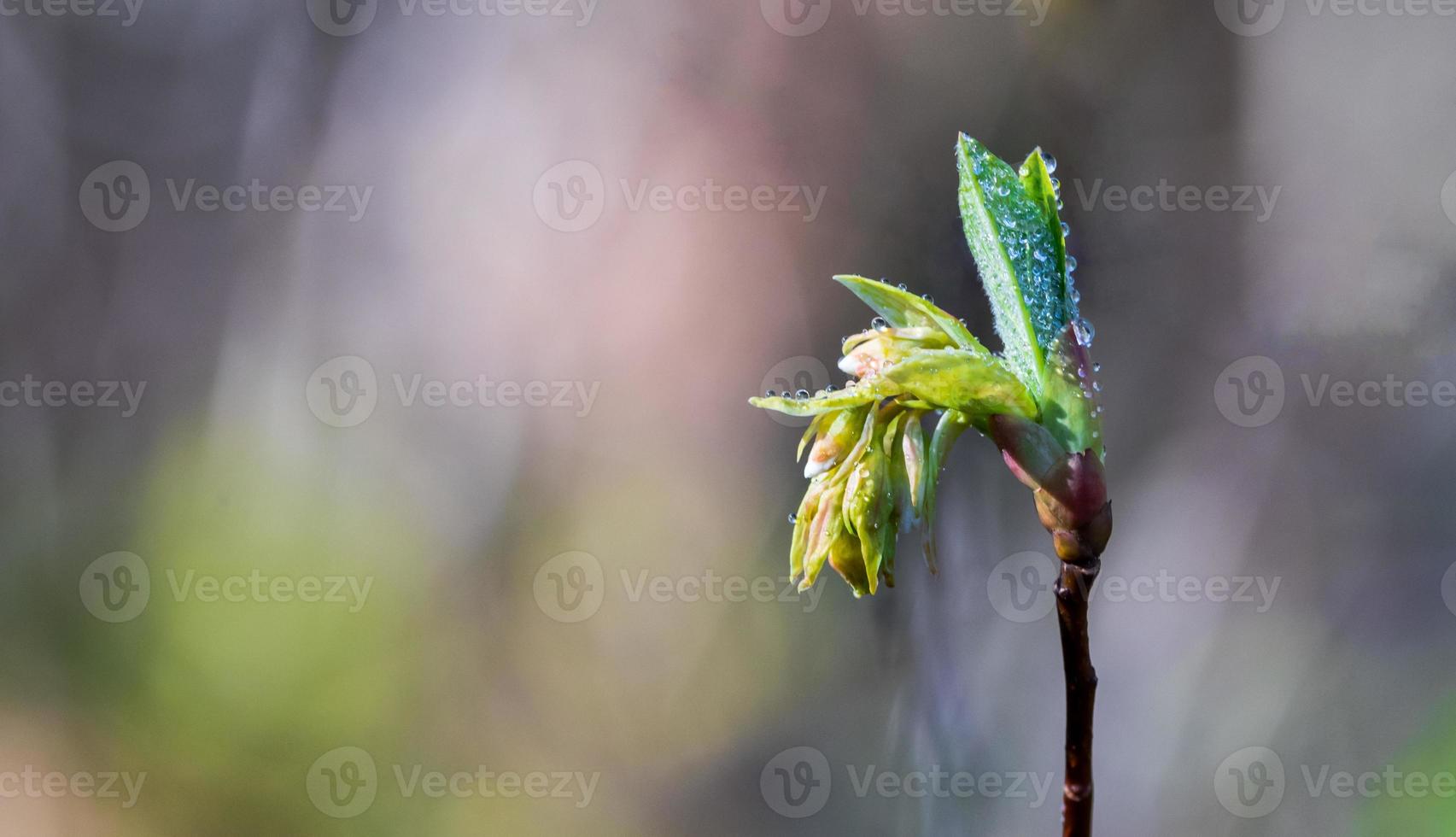 Dew water covered fresh spring seedling flower bud emerging photo