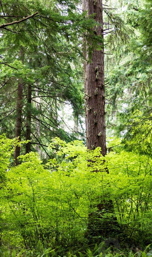 Bright green leaves surrounding large tree photo