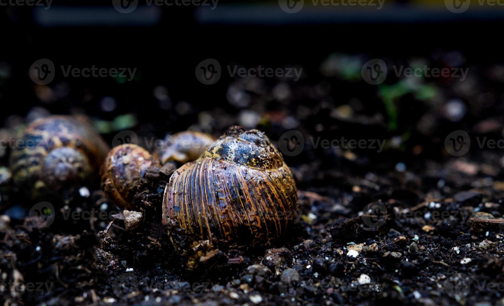 Empty snail shells on dirt in a garden after recent rain photo
