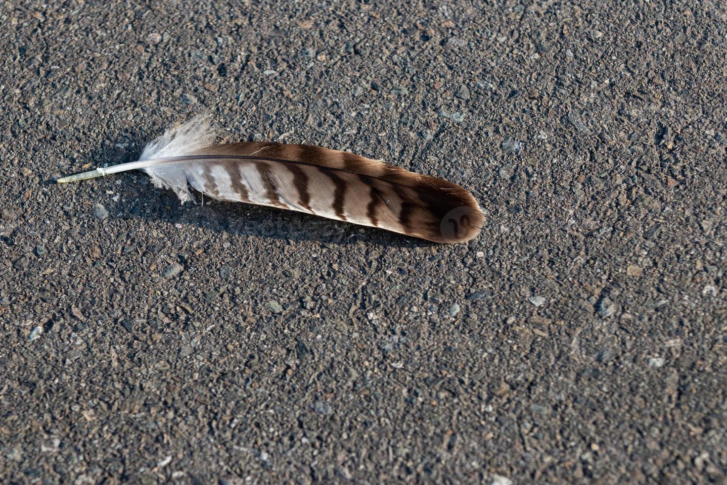 Bird feather that has fallen to the pavement photo
