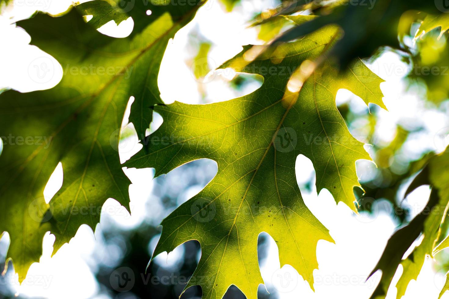 Abstract sunlight shining through brightly colored leaves photo