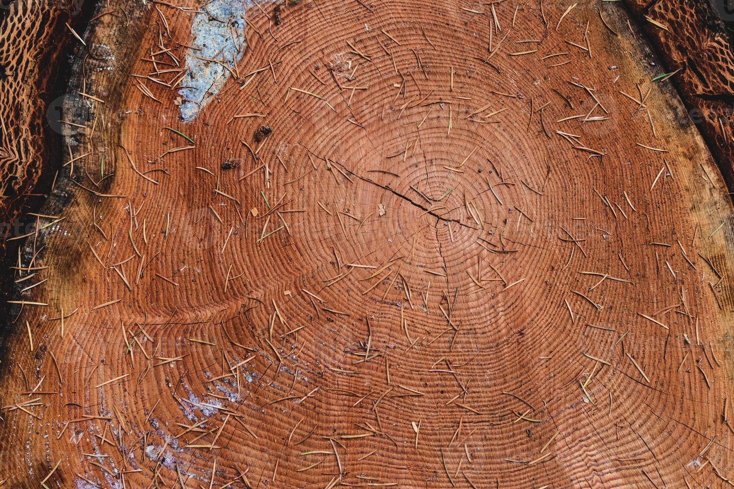 Tree log cut cross section close up photo