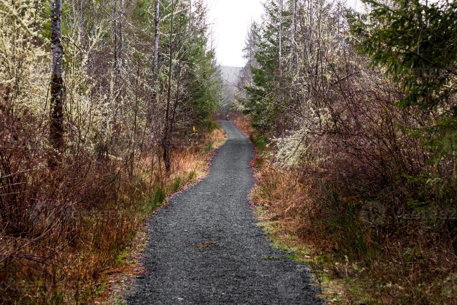 Winter trail with mossy brown and green trees photo