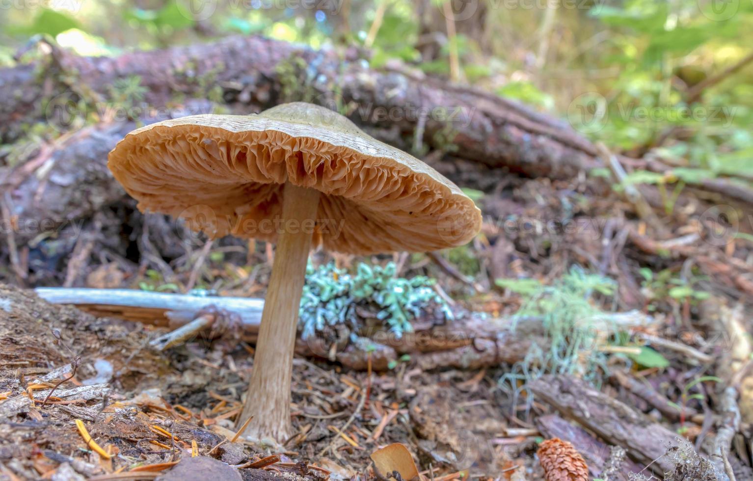 Large autumn mushroom growing in the forest photo