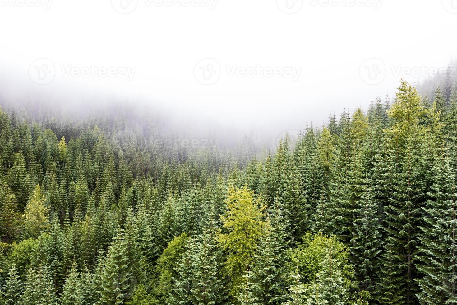 Foggy pine forest mountain valley with fresh spring growth photo