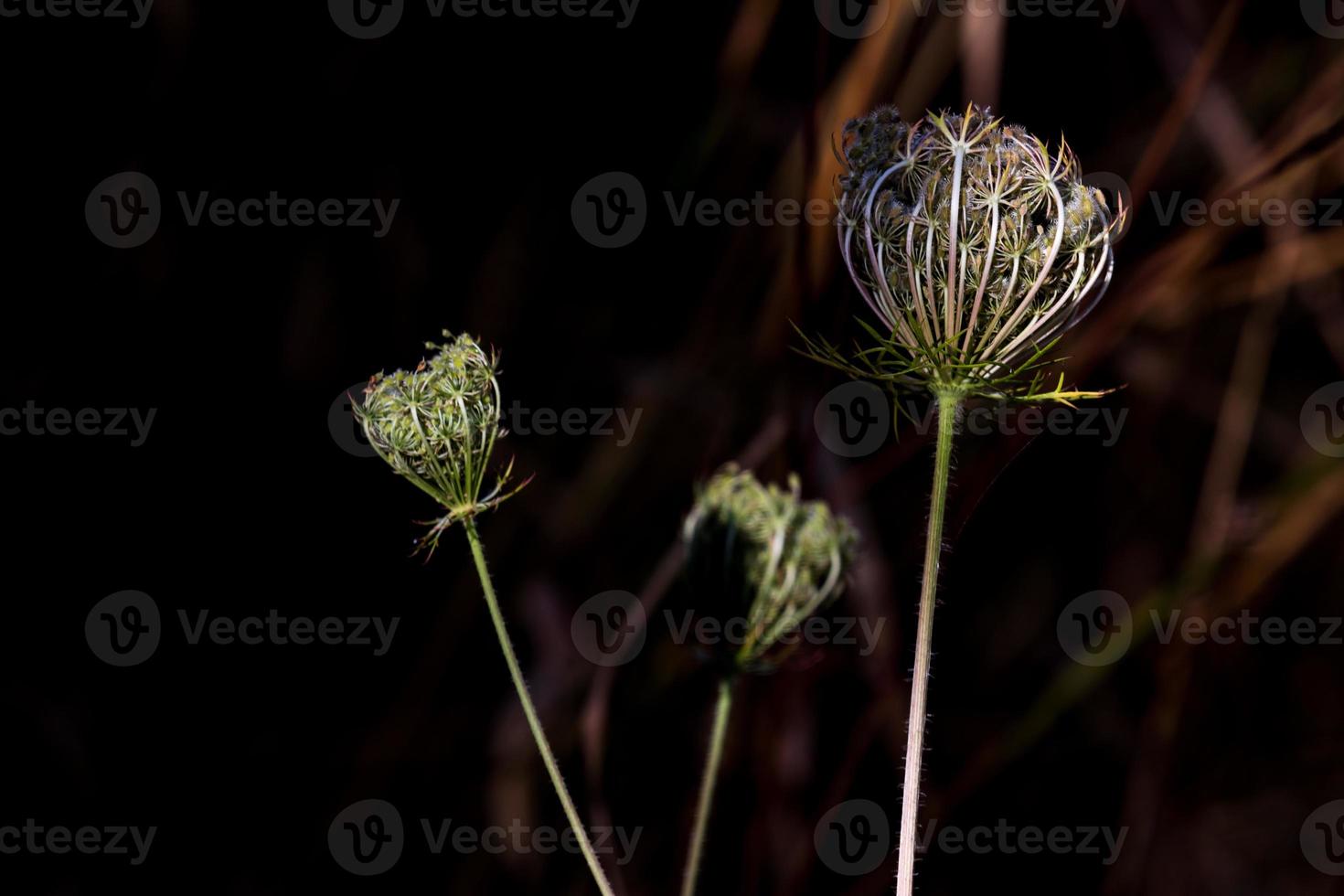 Green forest floor plants growing in a group 15449398 Stock Photo at