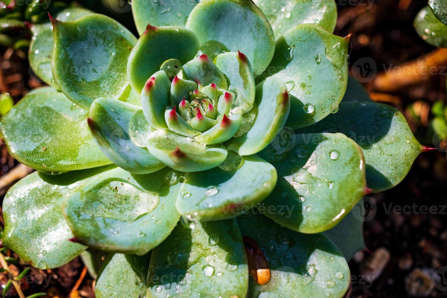 Garden succulent growing in the summer photo