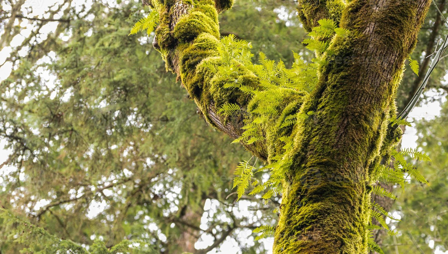 Moss covered trees with fresh green ferns sprouting photo