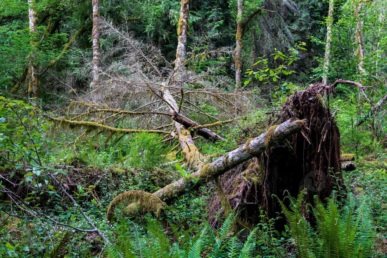 Fallen tree in a lush green forest uprooted with moss photo