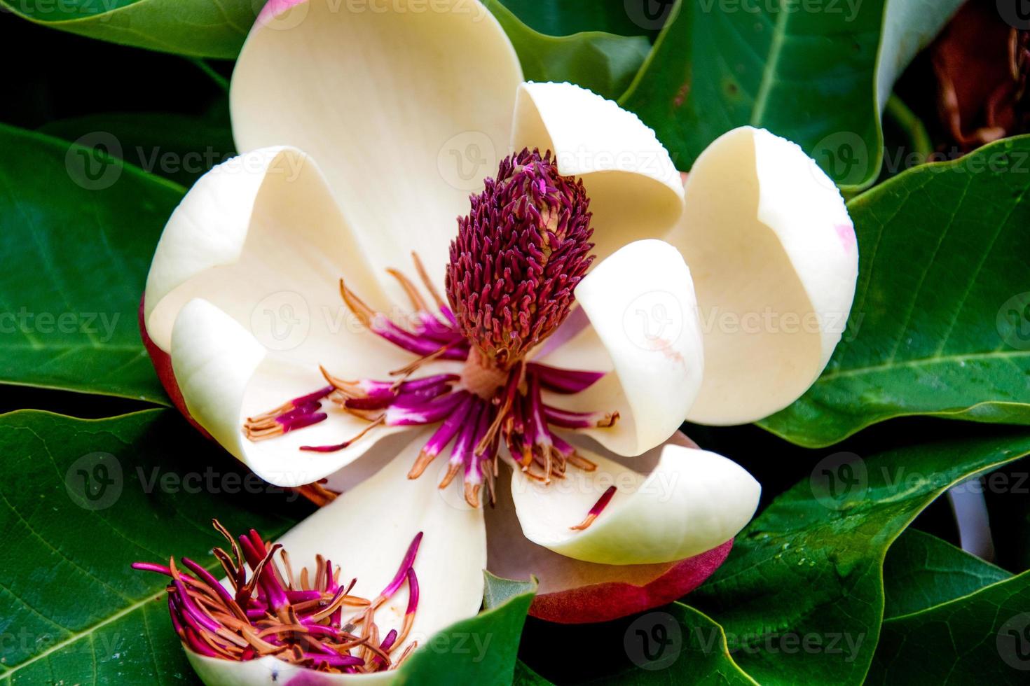 Brilliant Magnolia flower dropping magenta filaments in to petal photo