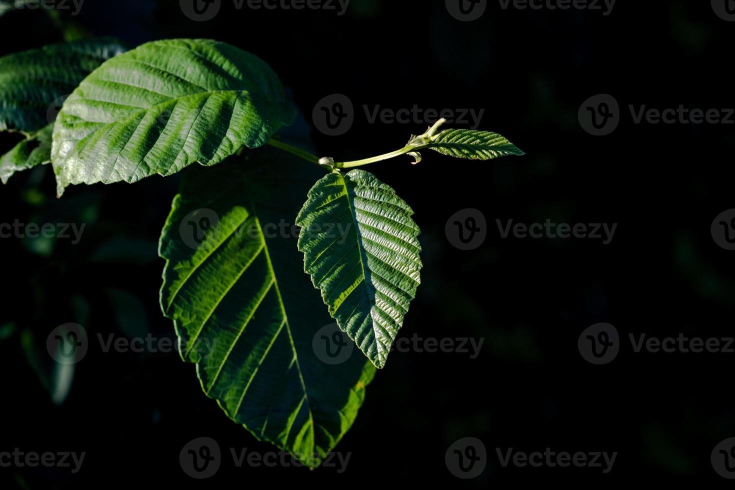 Green leaves with angled light over an isolated black background photo