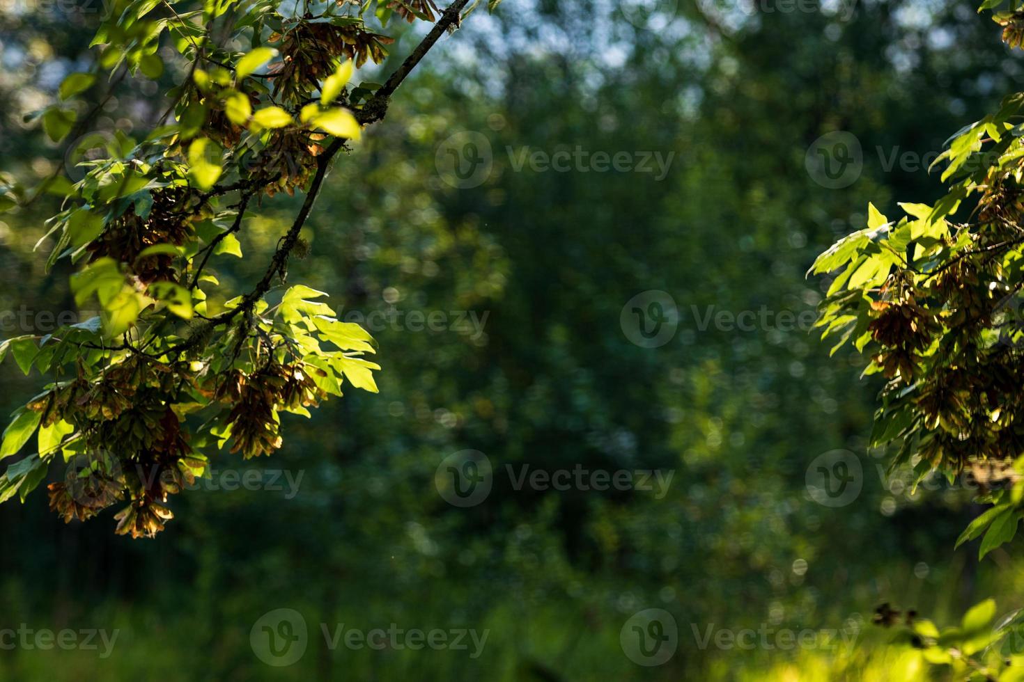 Forest plant scene with room to place text framed in the center photo