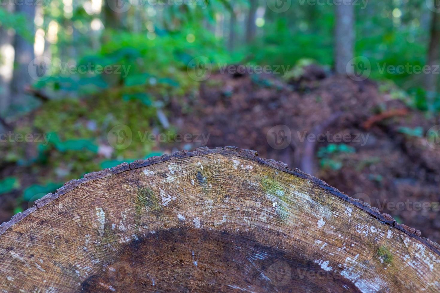 Old distressed tree ring cross section photo
