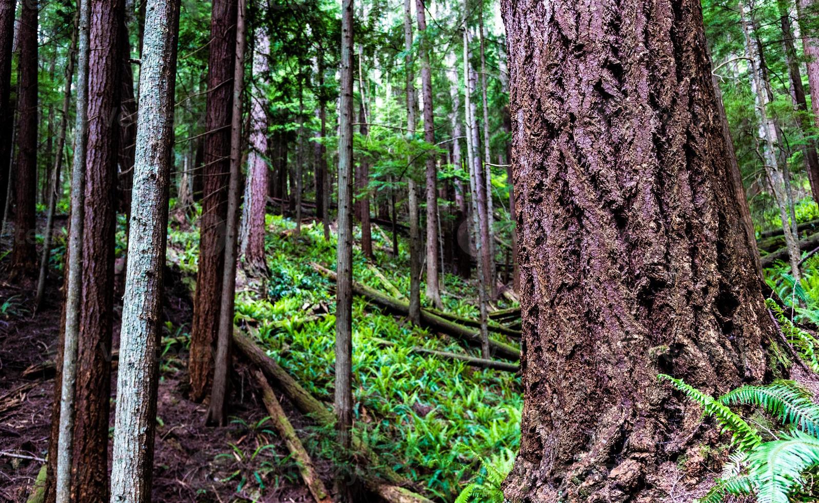 Large tree in an overgrown forest photo
