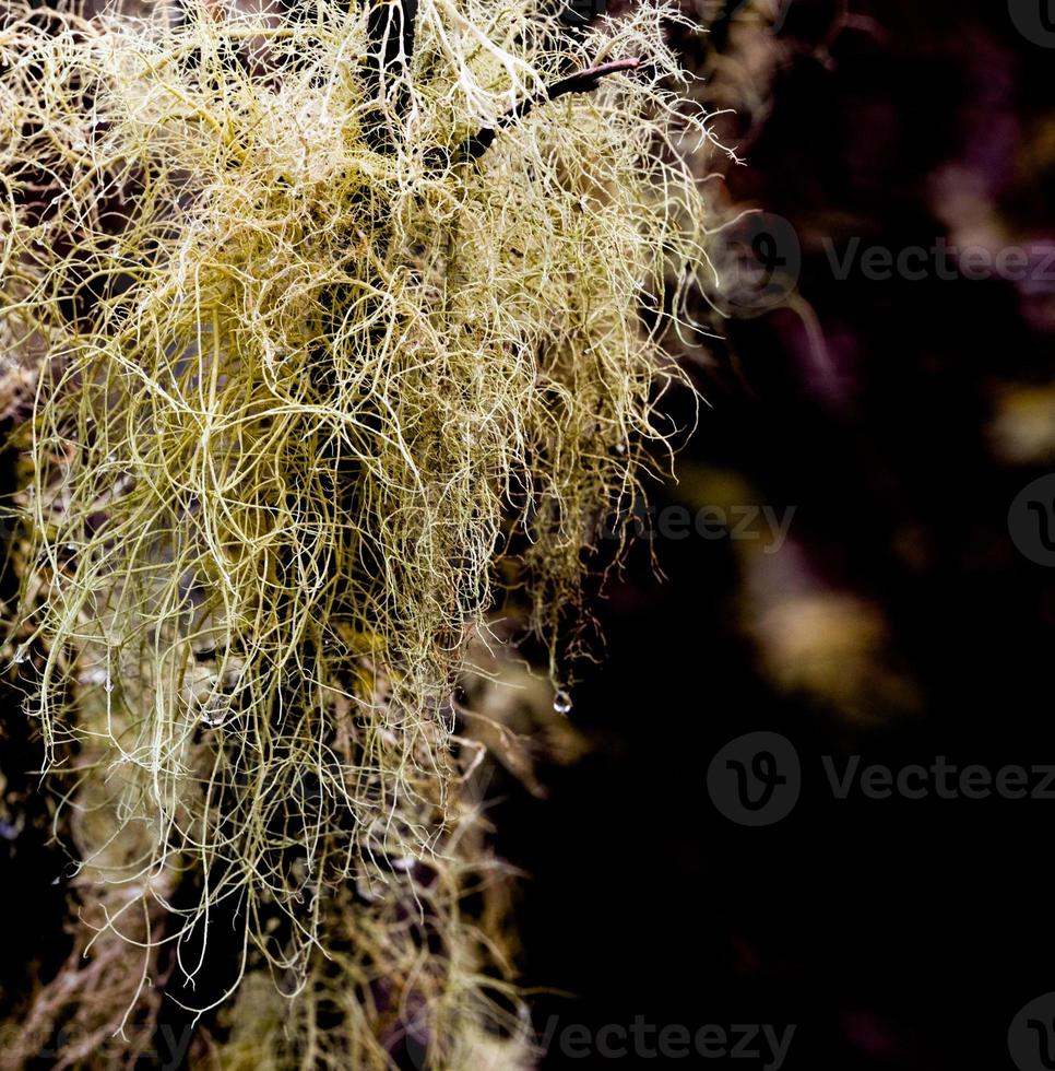 Glenelg Lichen clinging to a branch dripping with dew photo