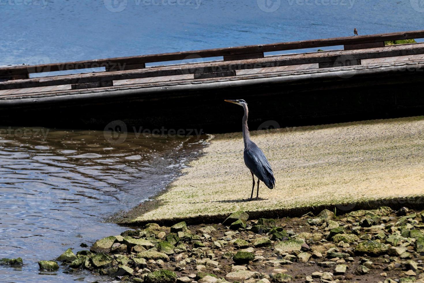 Great Heron standing on a boat launch next to a small pier photo