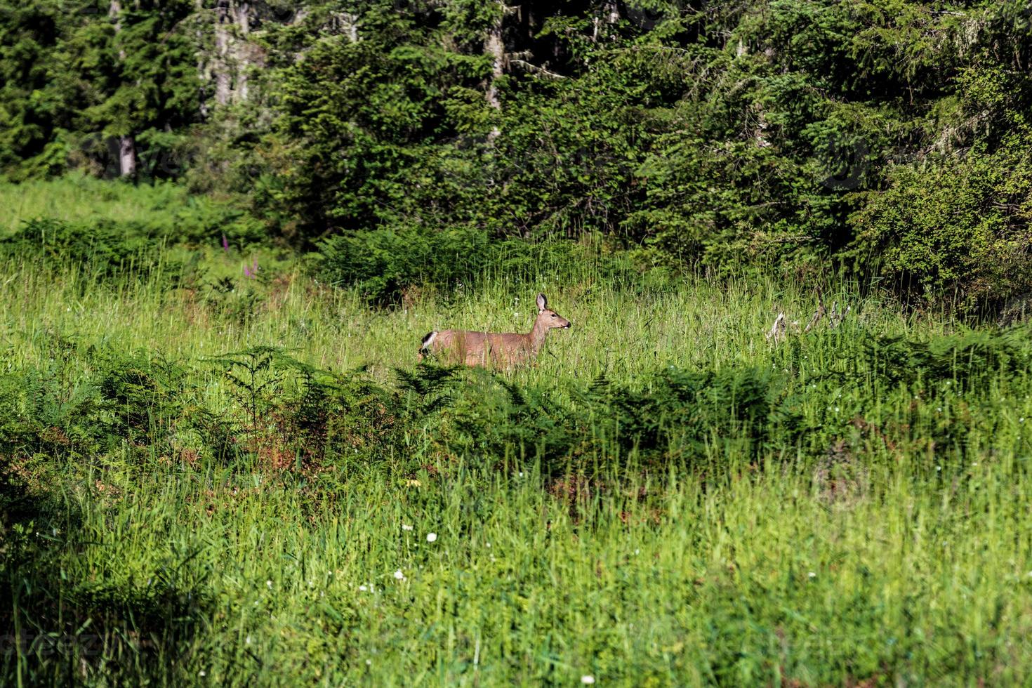 Doe deer in a grassy clearing photo