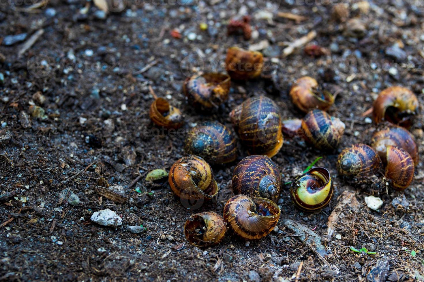 Empty snail shells on dirt in a garden photo