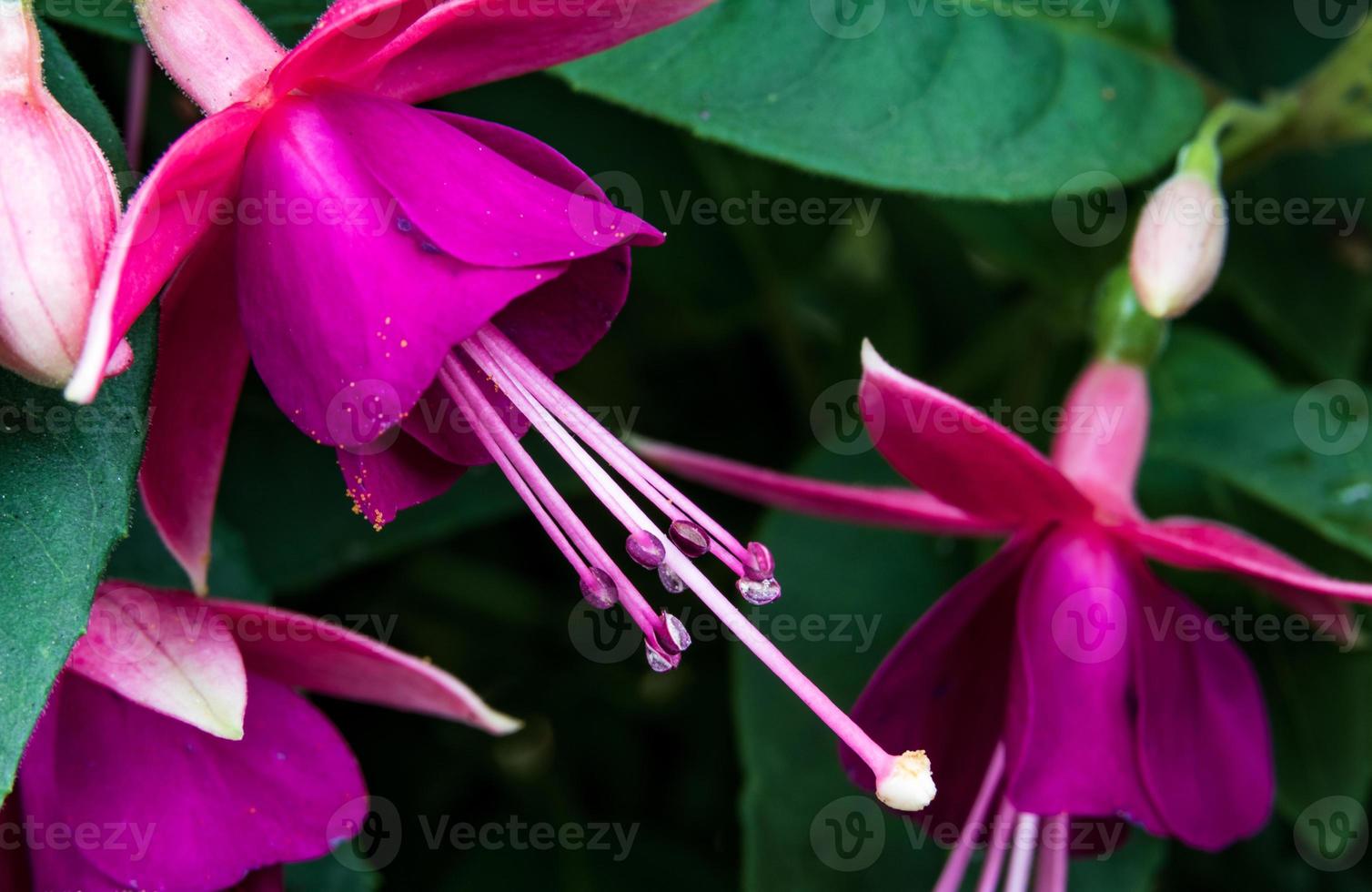Abstract close up fuchsia blooms photo