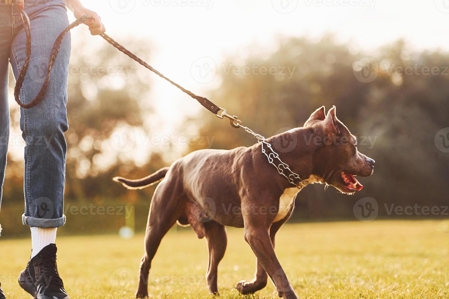 Close up view. Woman in casual clothes is with pit bull outdoors photo