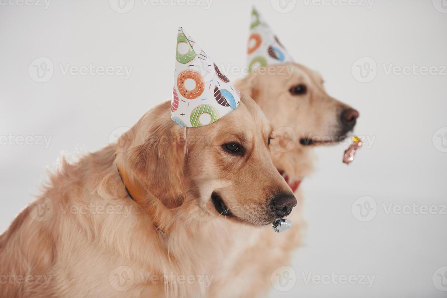 sombreros de fiesta en la cabeza. dos golden retrievers juntos en el estudio con fondo blanco foto