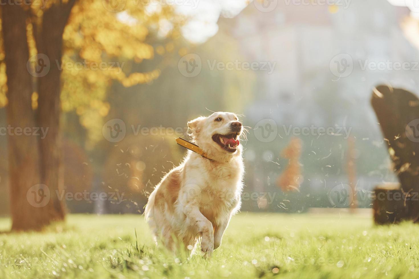 Photo in motion, running. Beautiful Golden Retriever dog have a walk outdoors in the park
