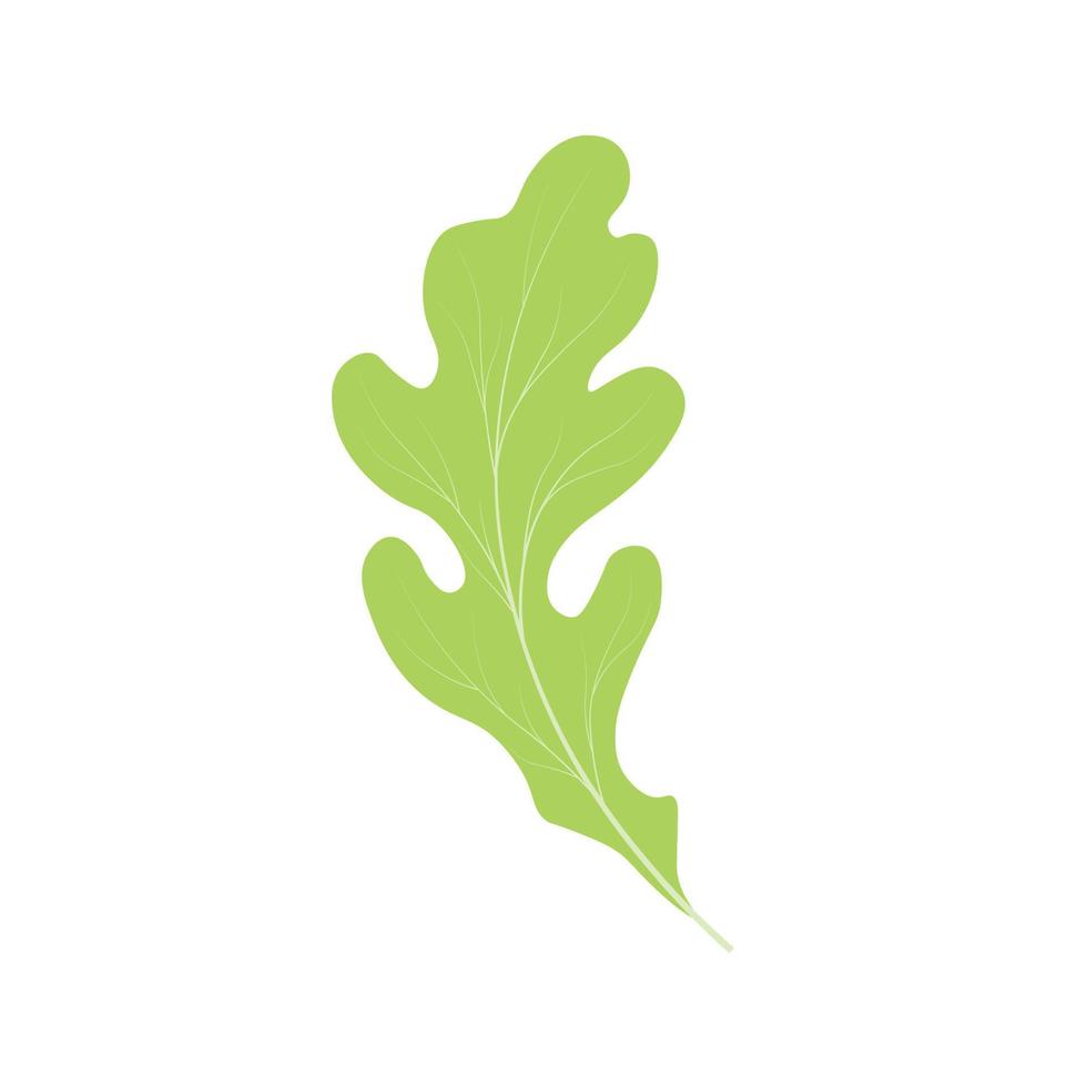 Green lettuce leaf. vector stock illustration.