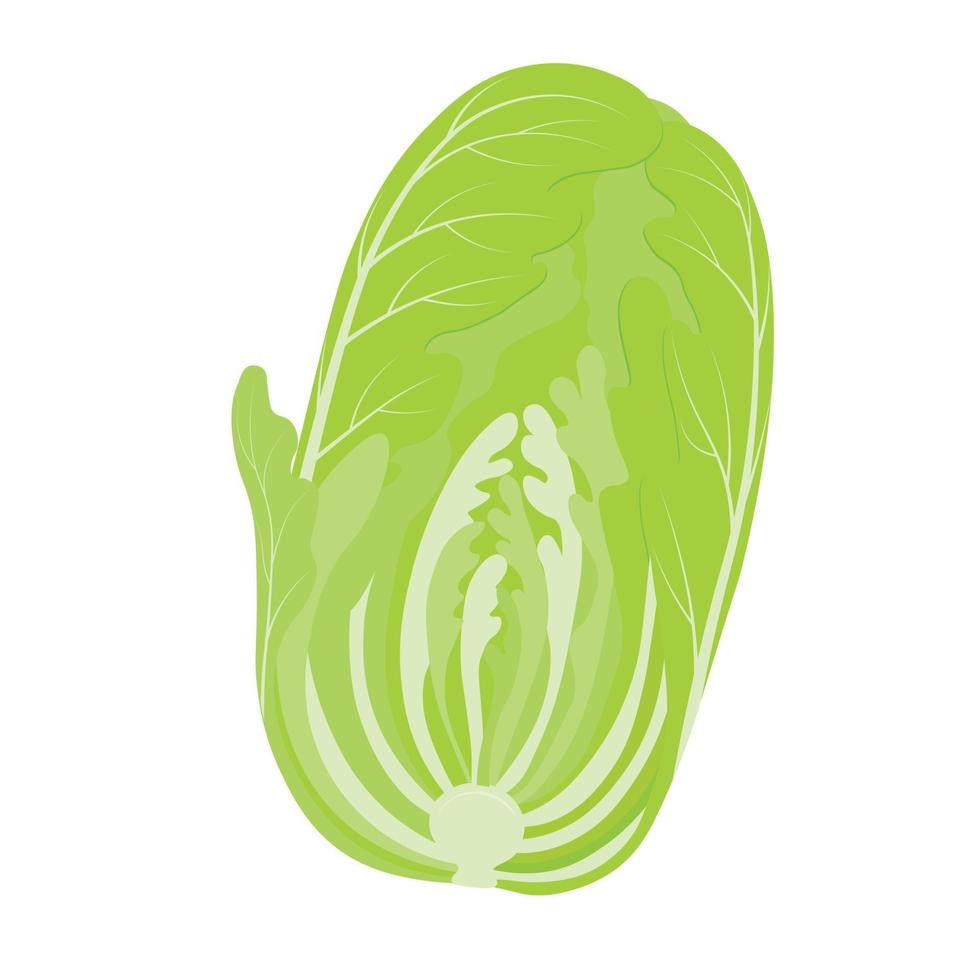 Chinese cabbage. Kimchi is a dish of Korean cuisine. Asian food. Sharply seasoned pickled, fermented vegetables. vector stock illustration.