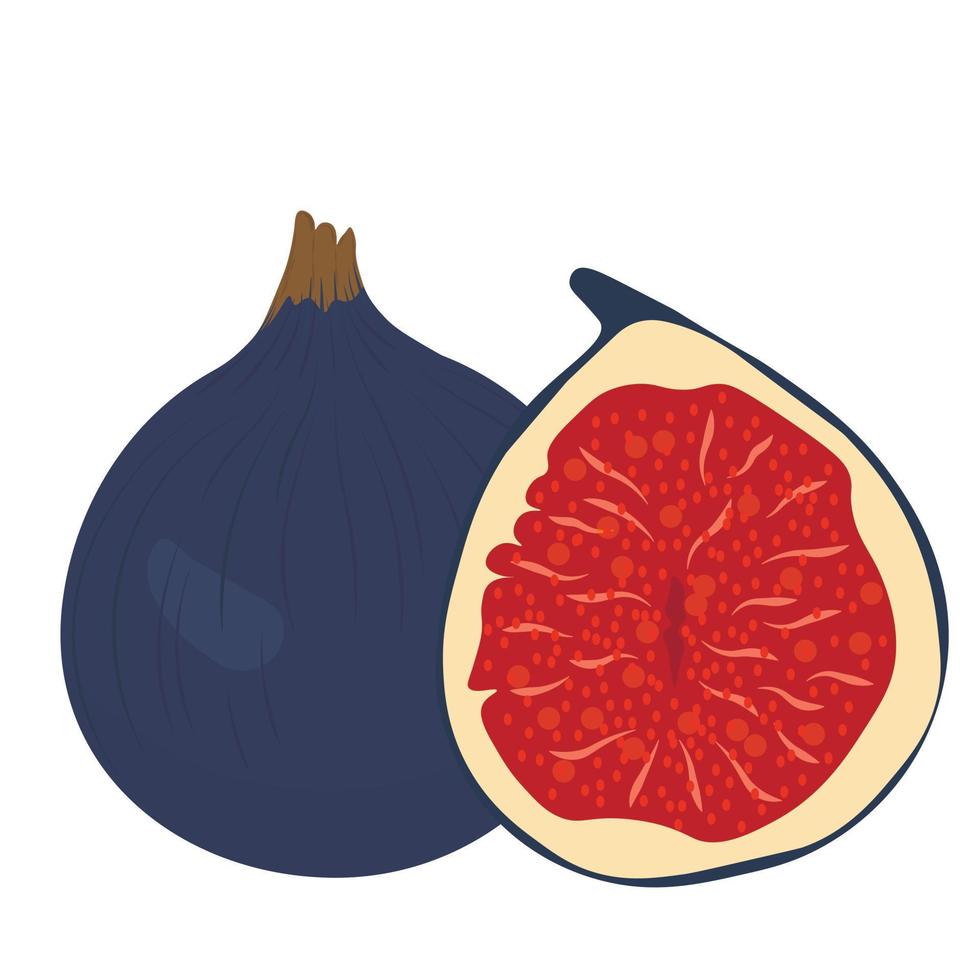 Figs and its half close-up. Tropical fruit. Purple sweet fruit. vector stock illustration. isolated on a white background.