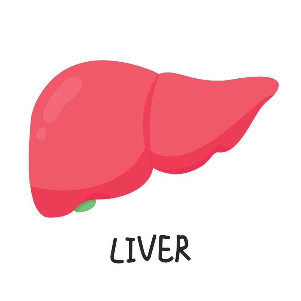 Liver cartoon vector. free space for text. wallpaper. background. vector