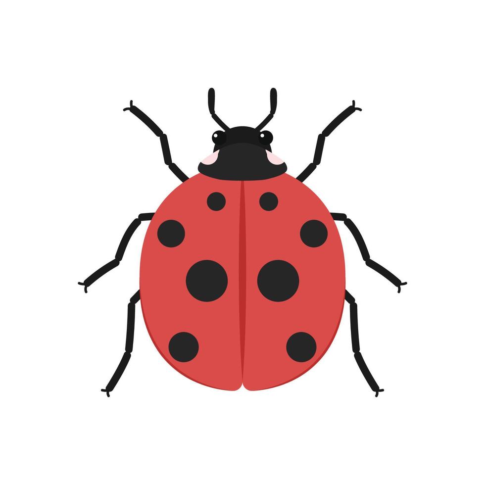 ladybug vector. ladybug on white background. wallpaper. symbol. vector