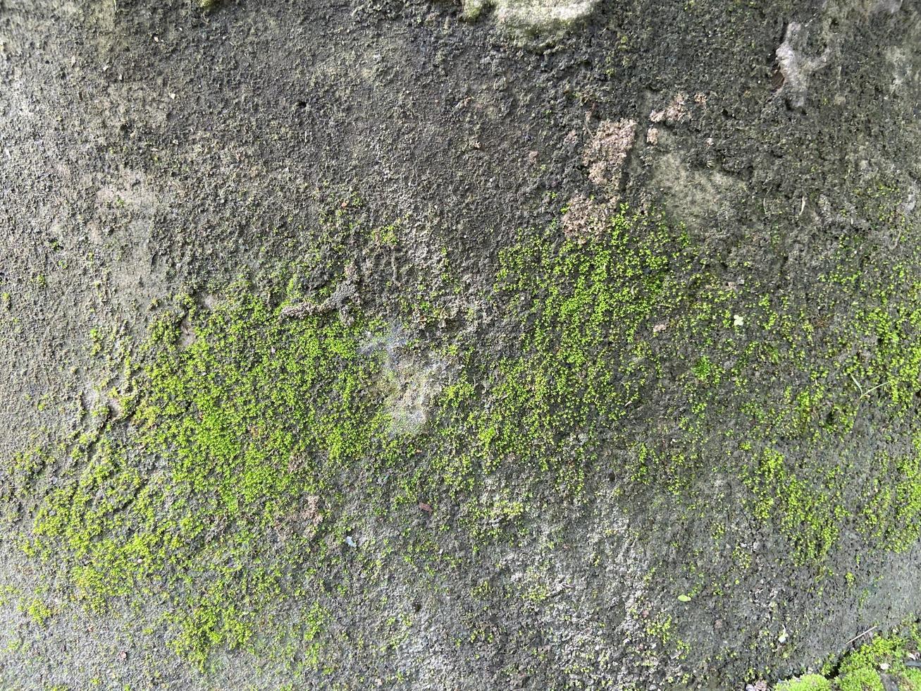 Moss green texture. Moss background. Green moss on grunge texture, background. photo