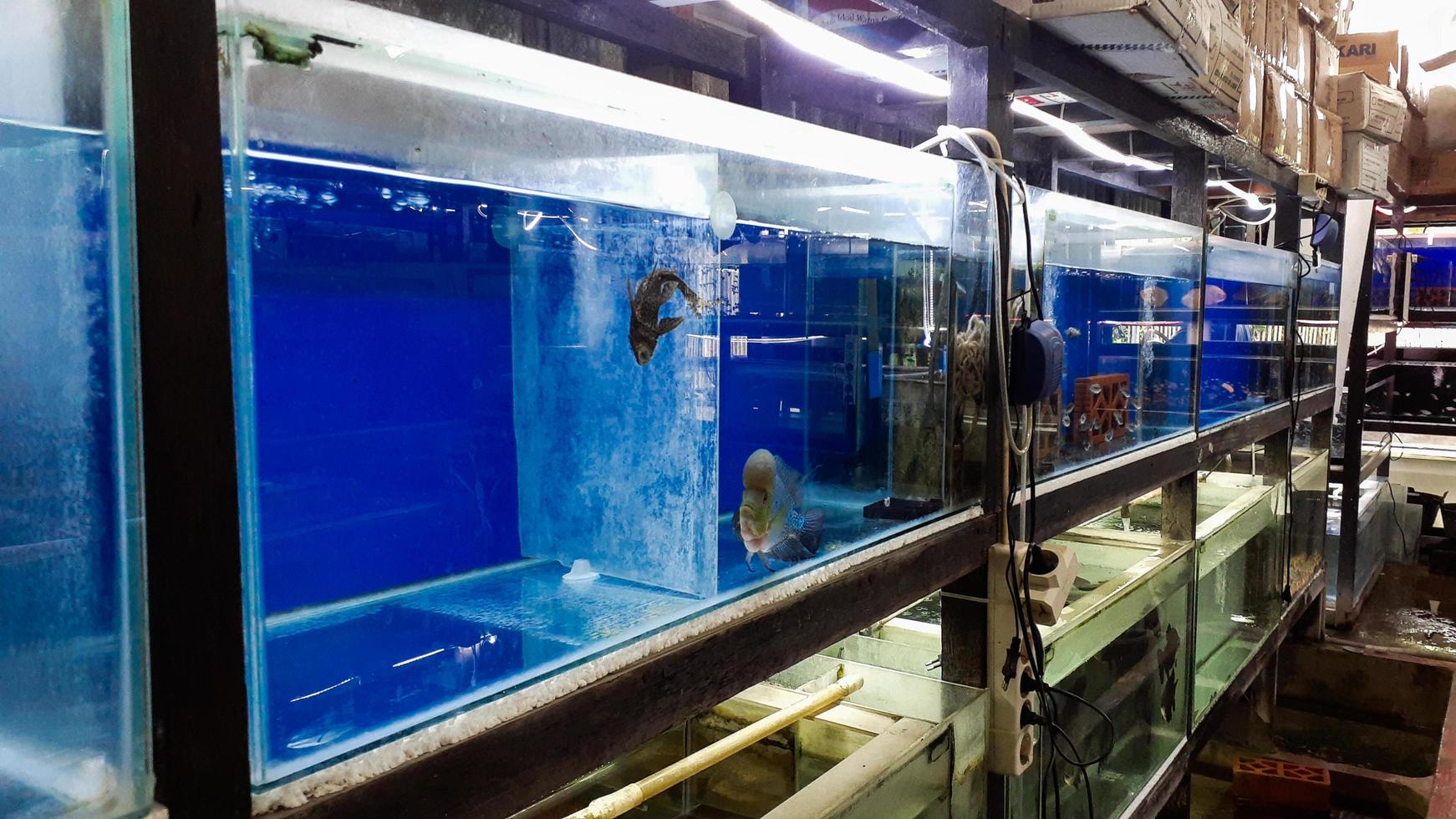 fish aquarium on a blue background photo