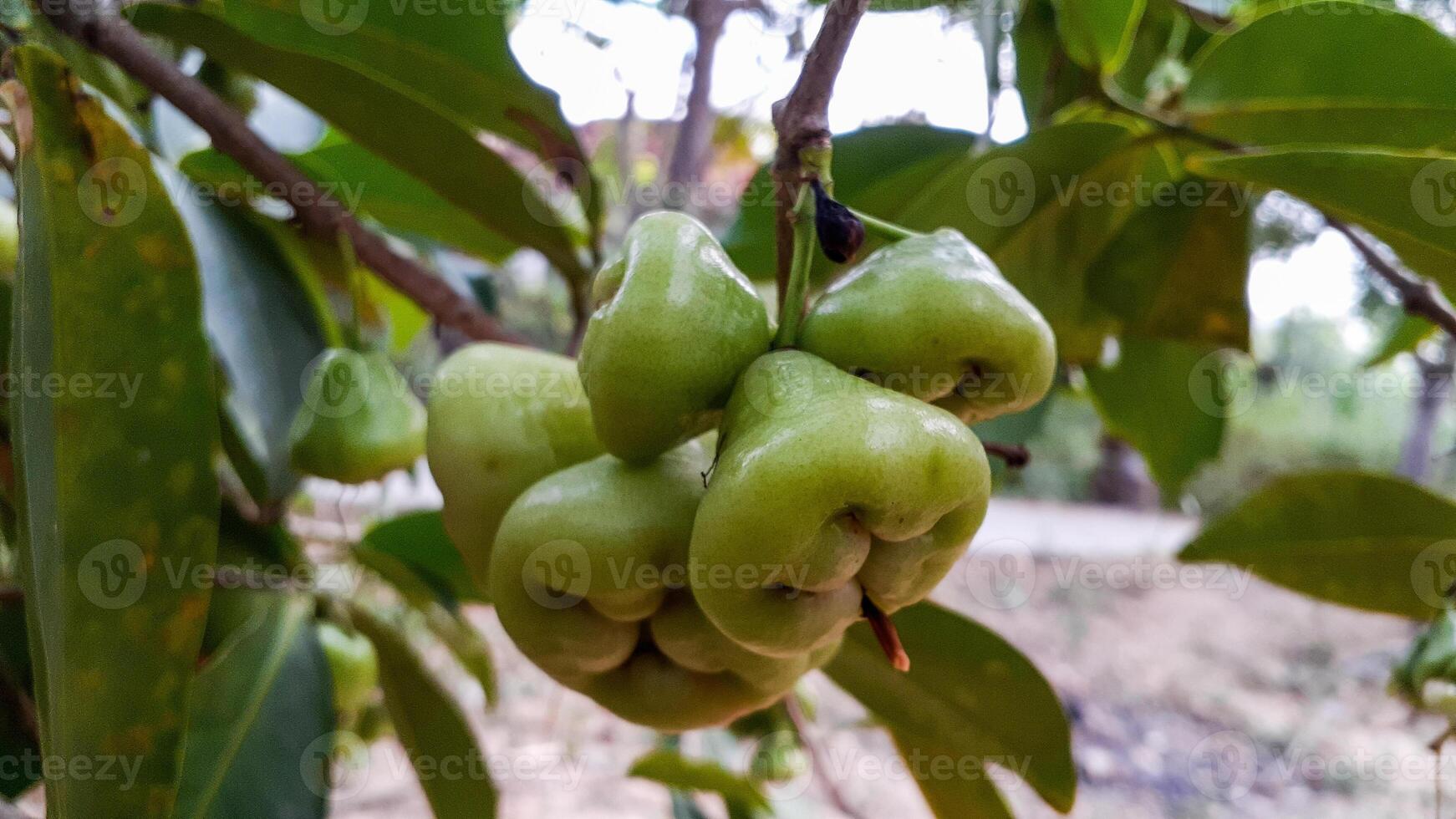 water guava Syzygium aqueum on the tree 15468325 Stock Photo at Vecteezy