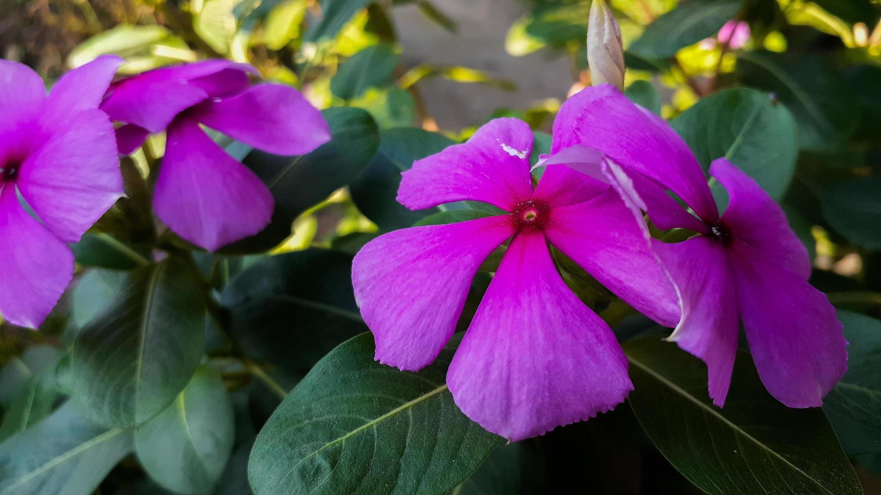 tapak dara catharanthus roseus don es un arbusto anual nativo de madagascar foto