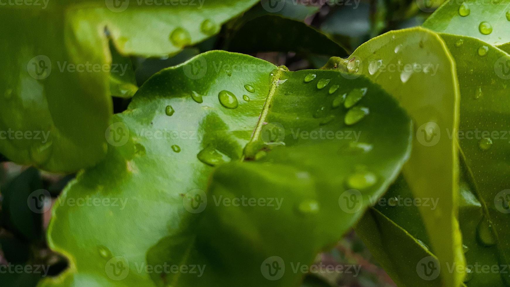 Green leaves pattern background, Natural background and wallpaper photo