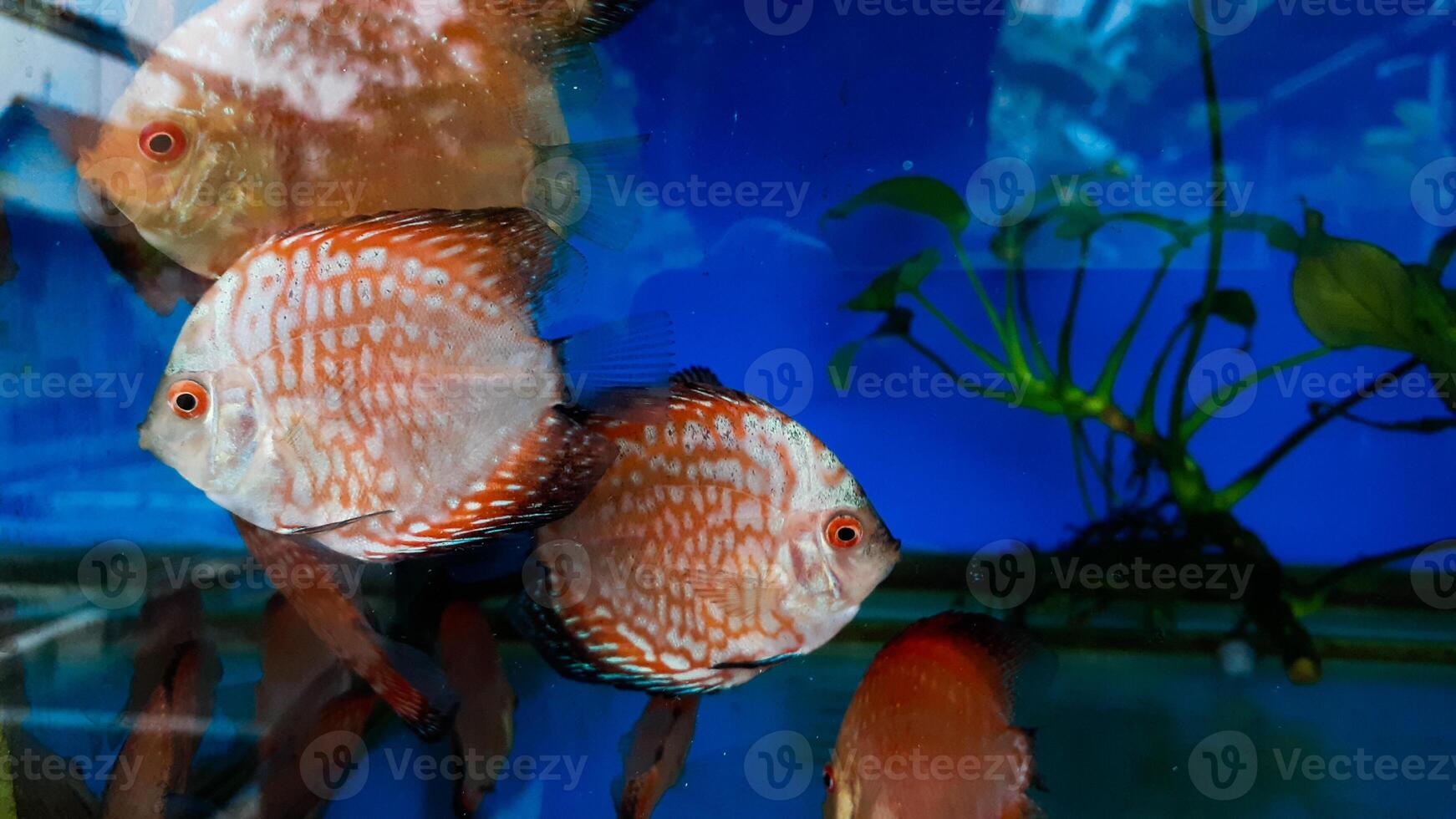 discus fish in aquarium, tropical fish. Symphysodon discus from Amazon river. Blue diamond, snakeskin, red turquoise and more photo