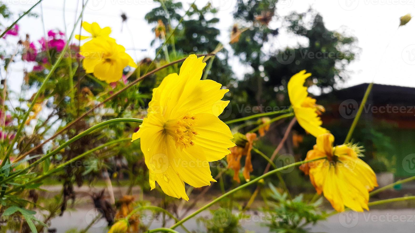 Natural background of Cosmos sulphureus, yellow cosmos flowers blooming in the garden photo