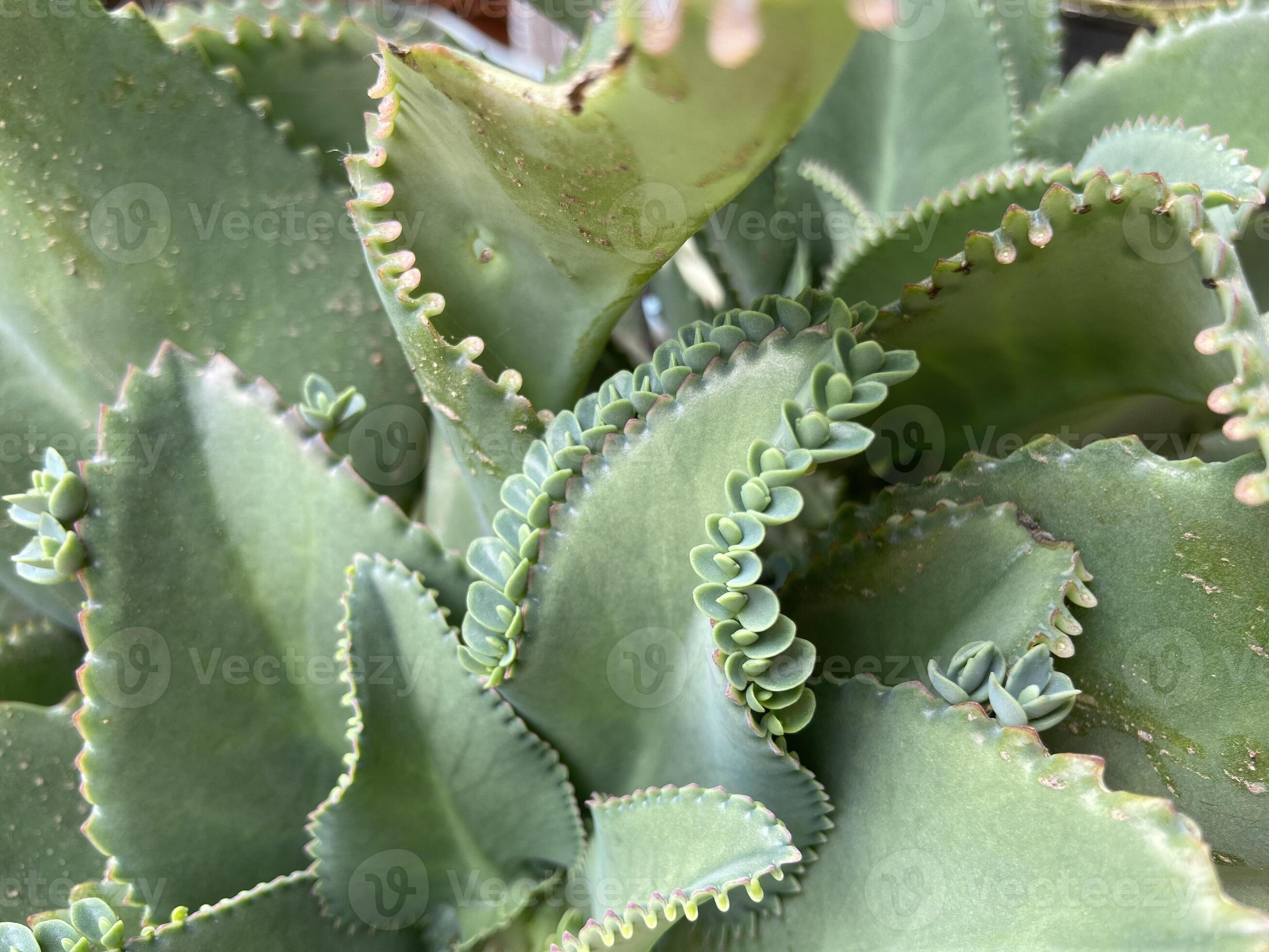 Cocor bebek Kalanchoe pinnata is famous for its method of reproduction