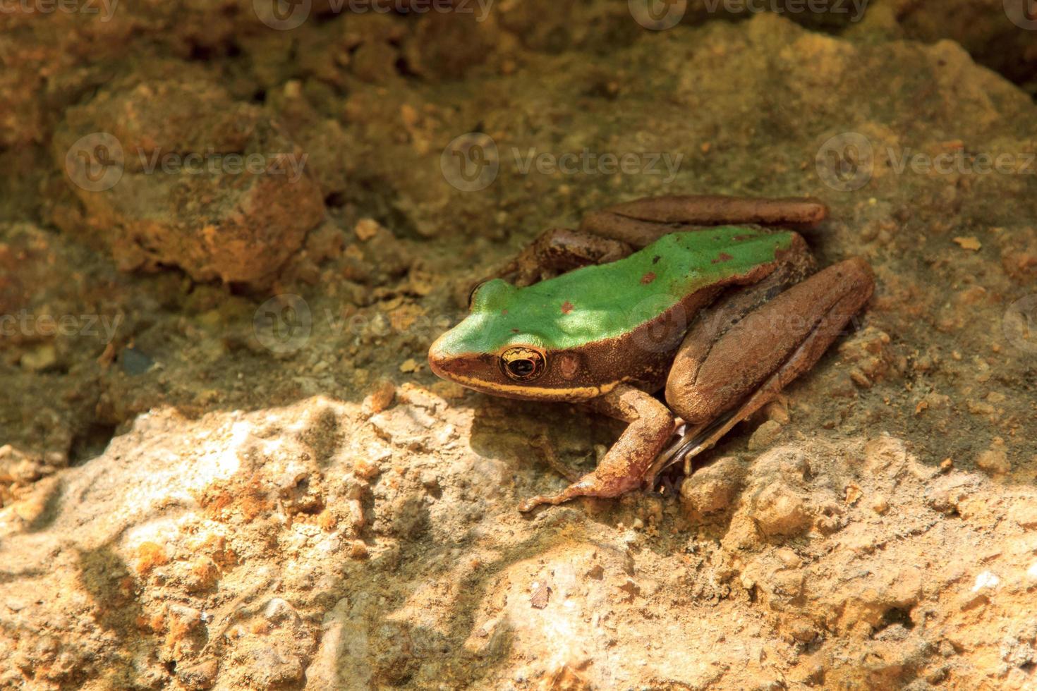 rana verde piernas largas marrón verdoso sentado en una roca de montaña en una hermosa cascada. el suelo fértil del bosque es el hogar de anfibios insectívoros que se encuentran en las altas montañas. foto
