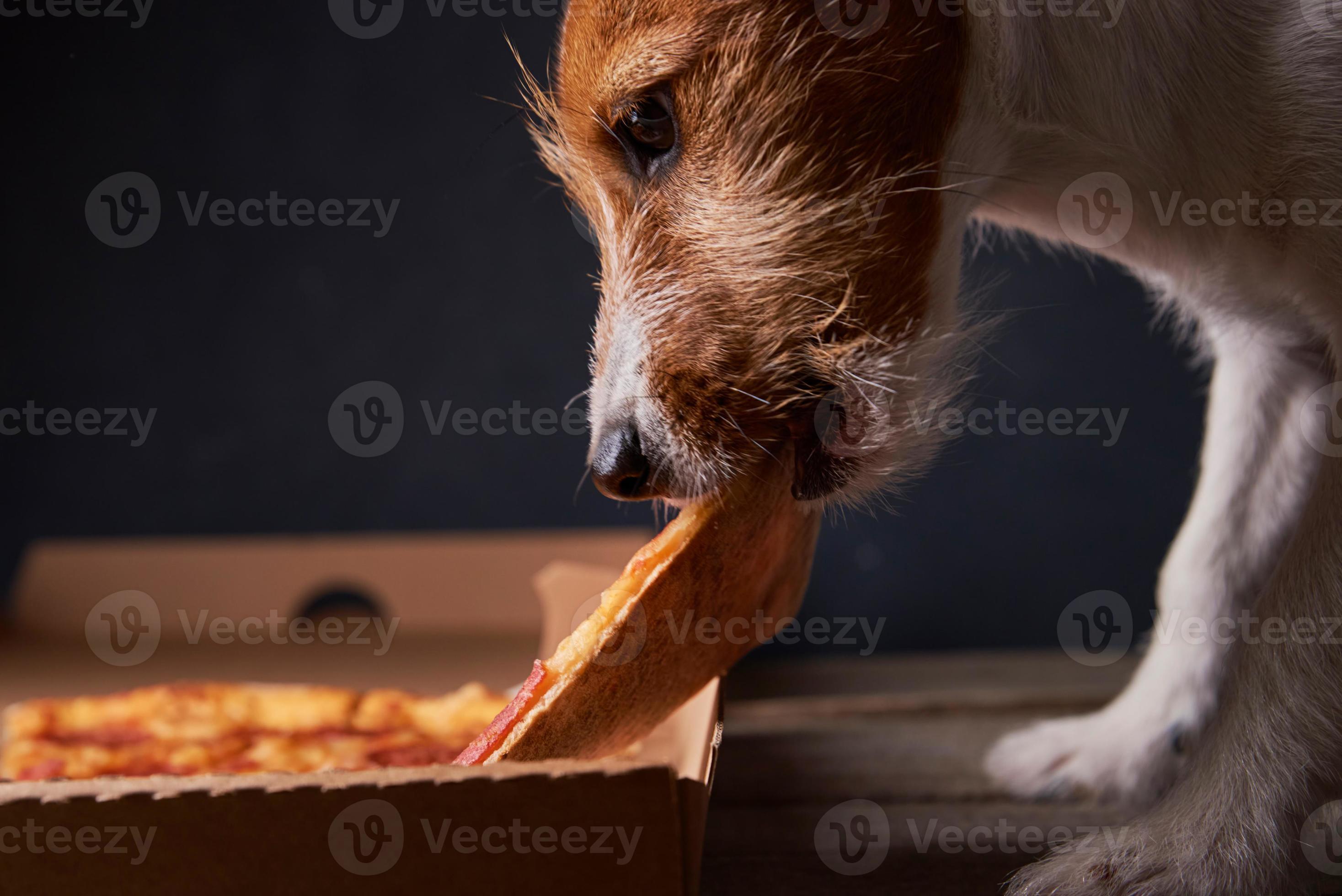 Jack russell terrier puppy eat pizza. Unhealthy food and dog. Pet